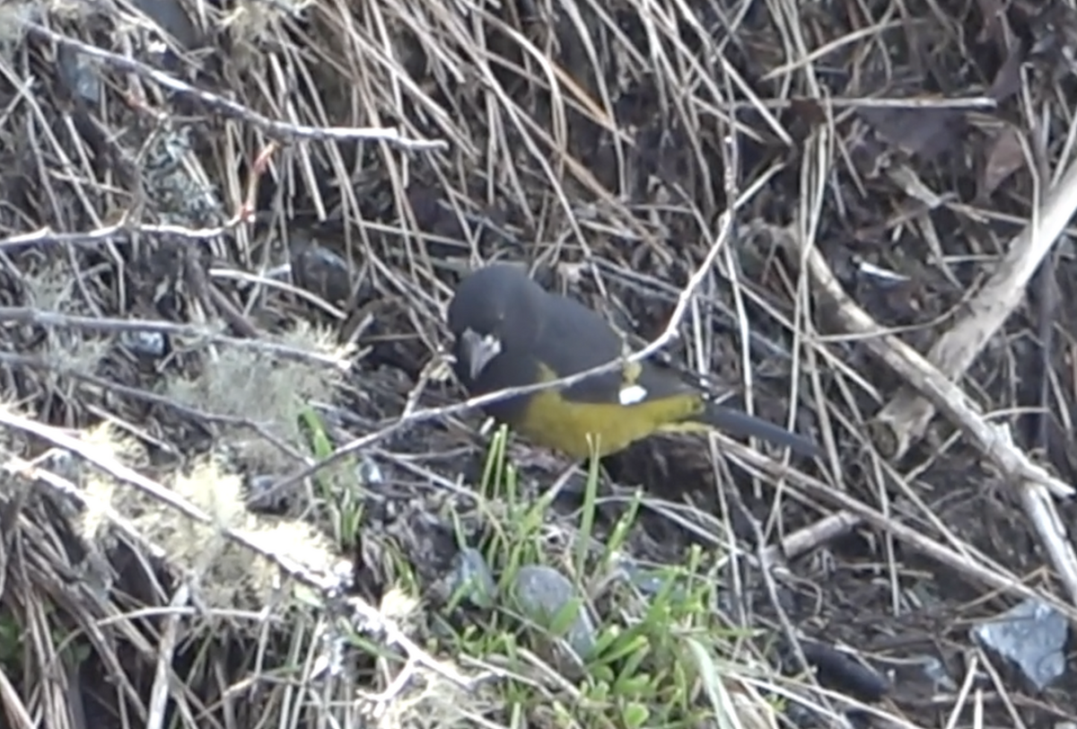 White-winged Grosbeak - Dipu Karuthedathu