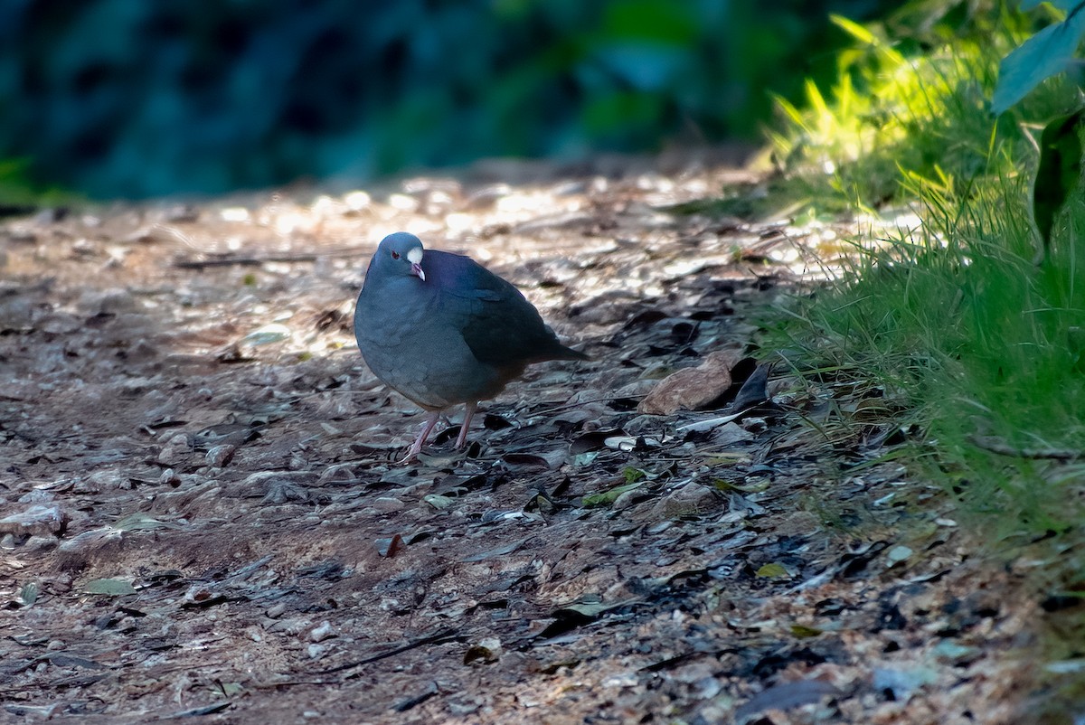 White-fronted Quail-Dove - ML577922091