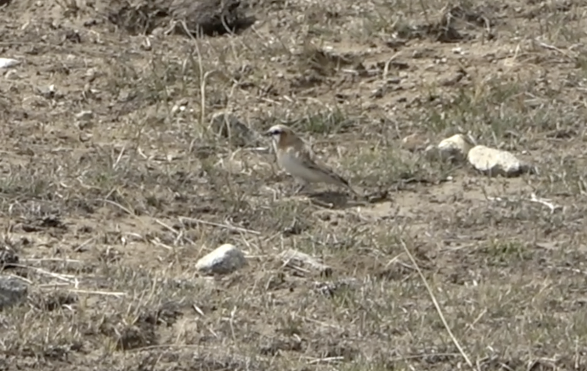 Rufous-necked Snowfinch - ML577922111