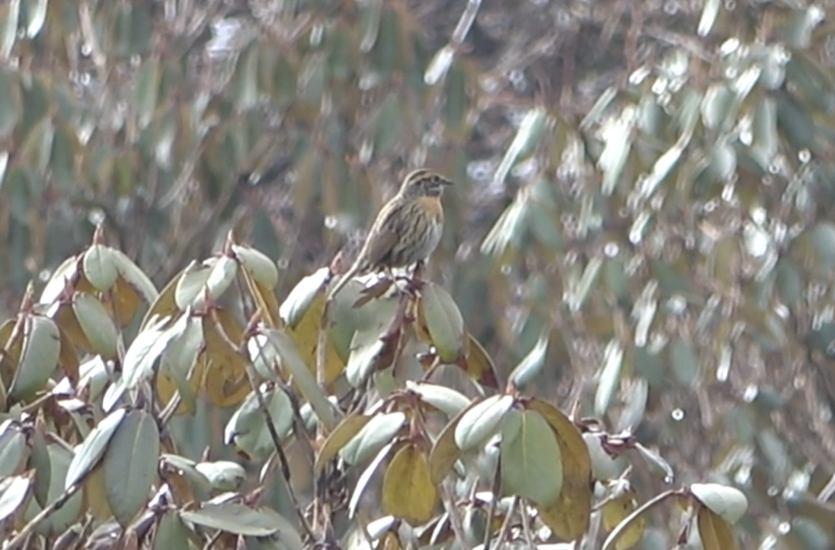 Rufous-breasted Accentor - ML577922501