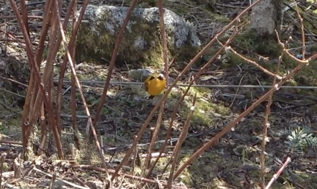 Golden Bush-Robin - ML577922881
