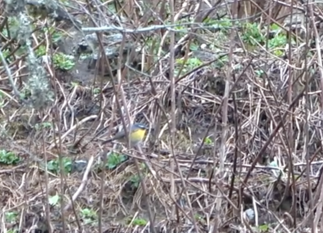 White-browed Bush-Robin - ML577923001