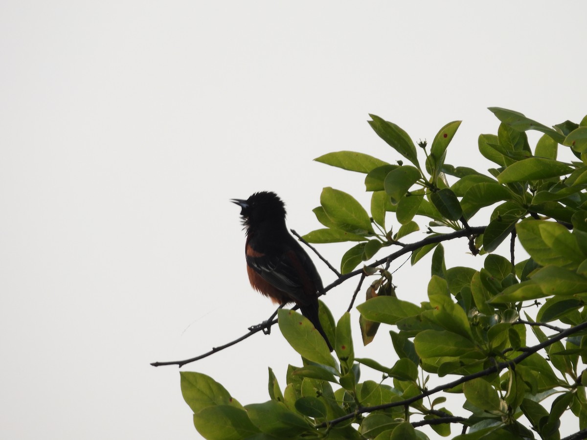 Orchard Oriole - Stella Miller