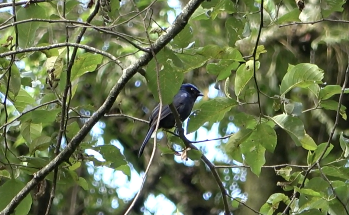 Large Niltava - Dipu Karuthedathu