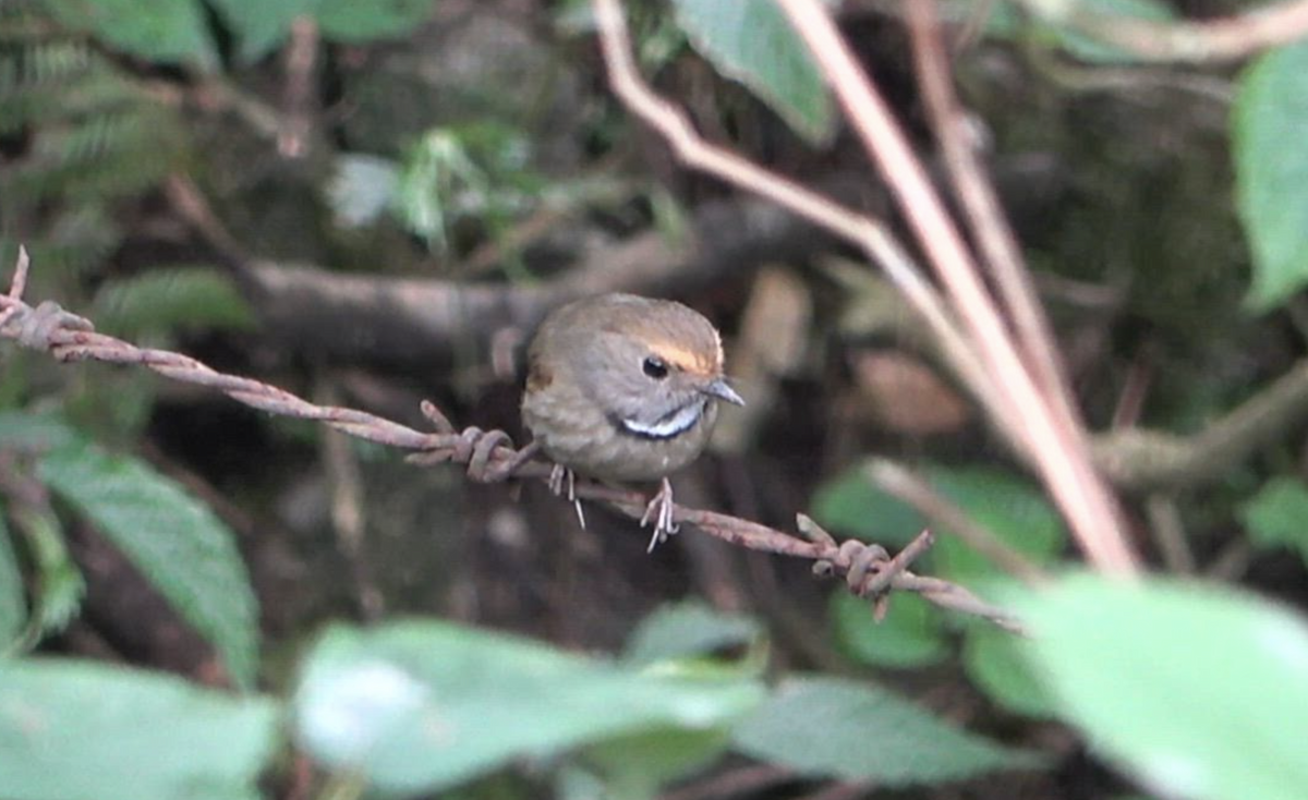 White-gorgeted Flycatcher - ML577923411