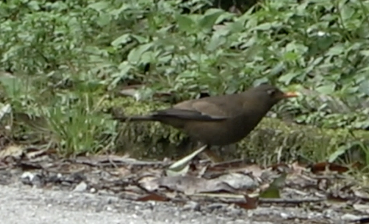 Gray-winged Blackbird - Dipu Karuthedathu