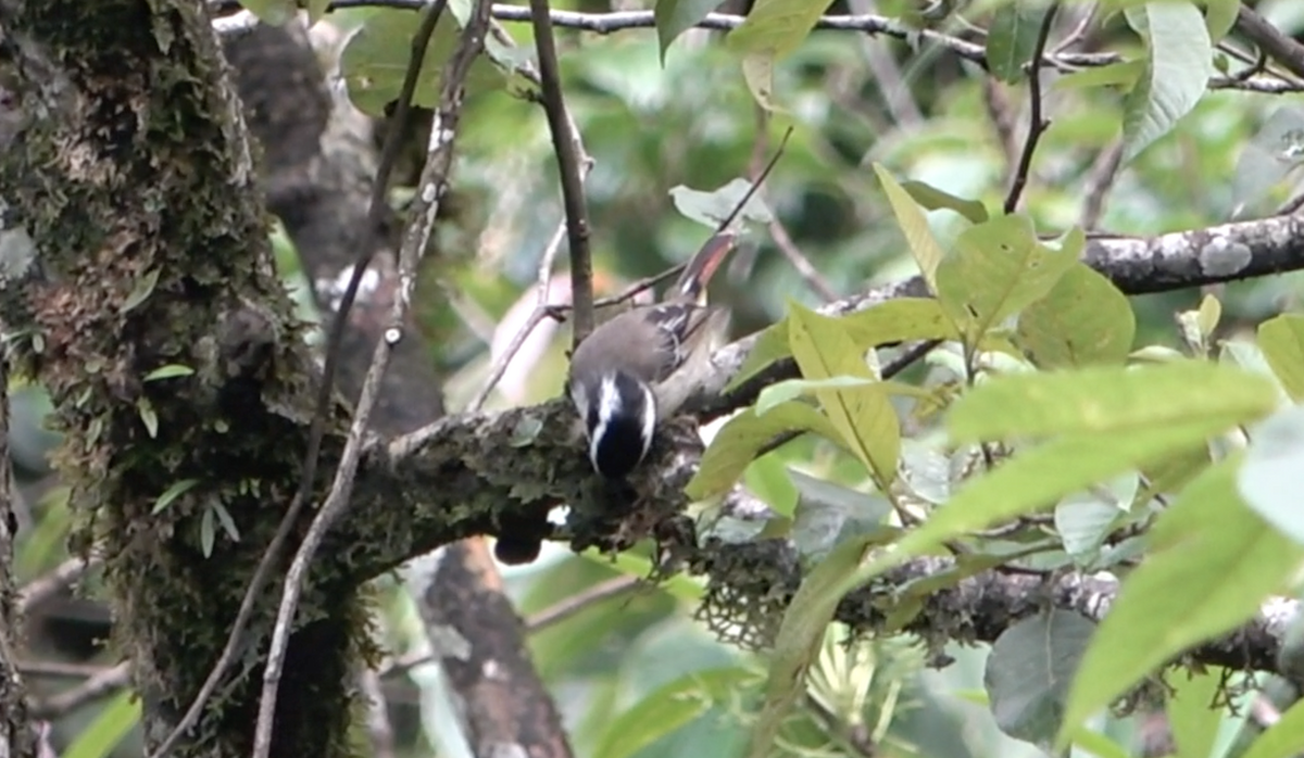 Red-tailed Minla - ML577923811