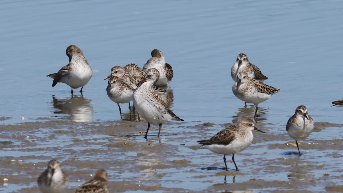 White-rumped Sandpiper - Brenda Bull