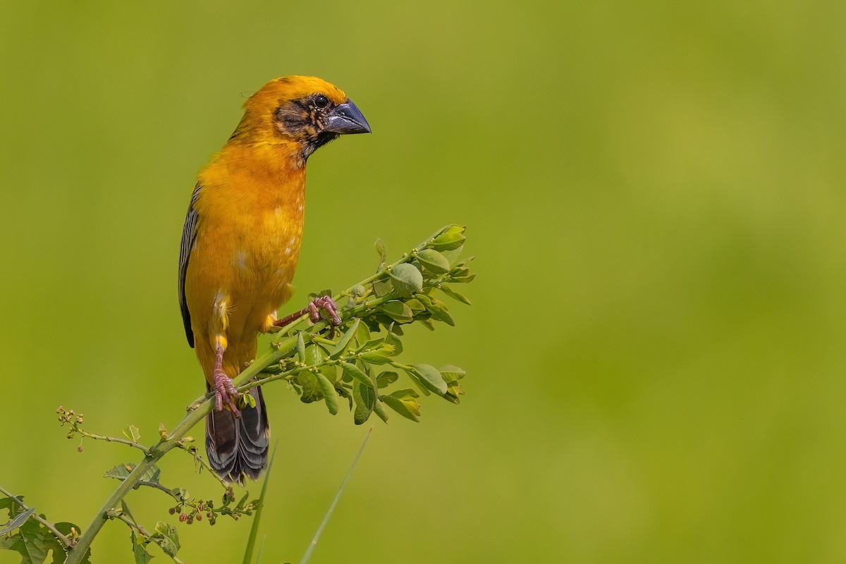 Asian Golden Weaver - ML577924141