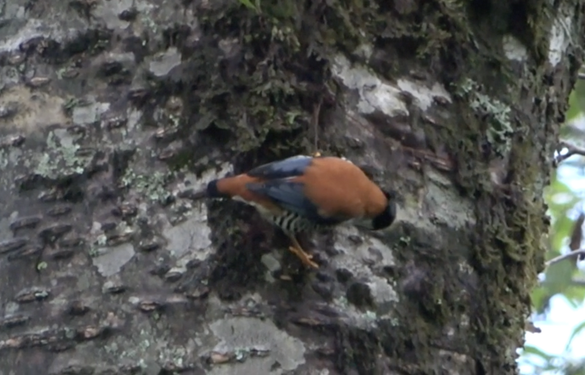 Himalayan Cutia - ML577924351