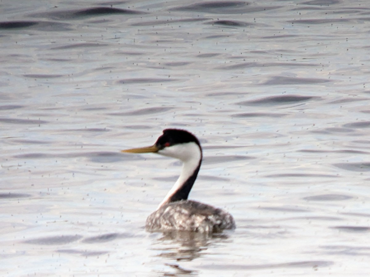 Western Grebe - Raphaël Nussbaumer