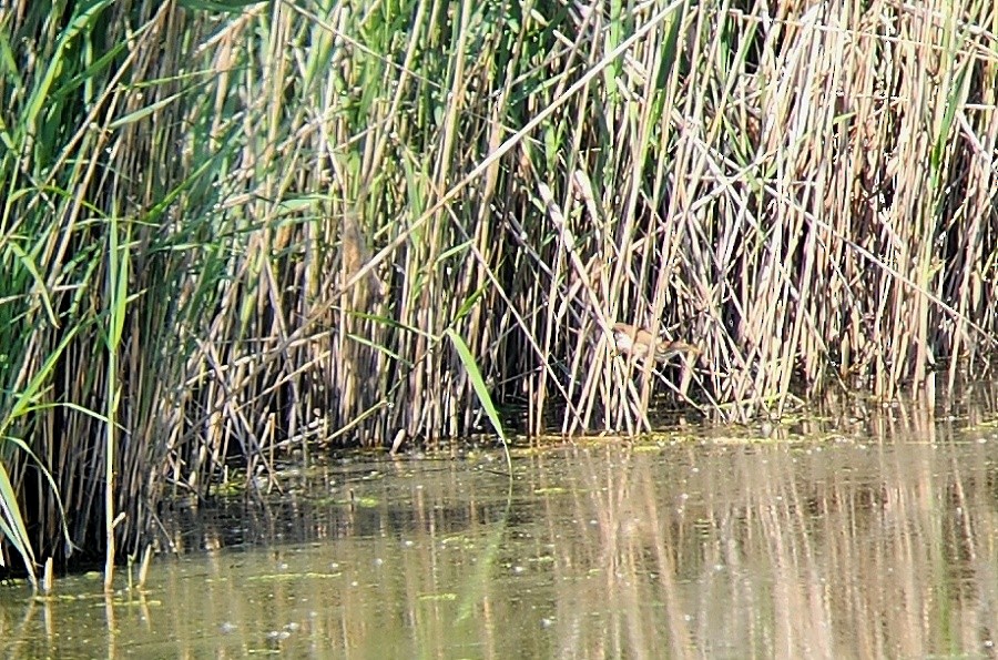 Least Bittern - Christopher Takacs