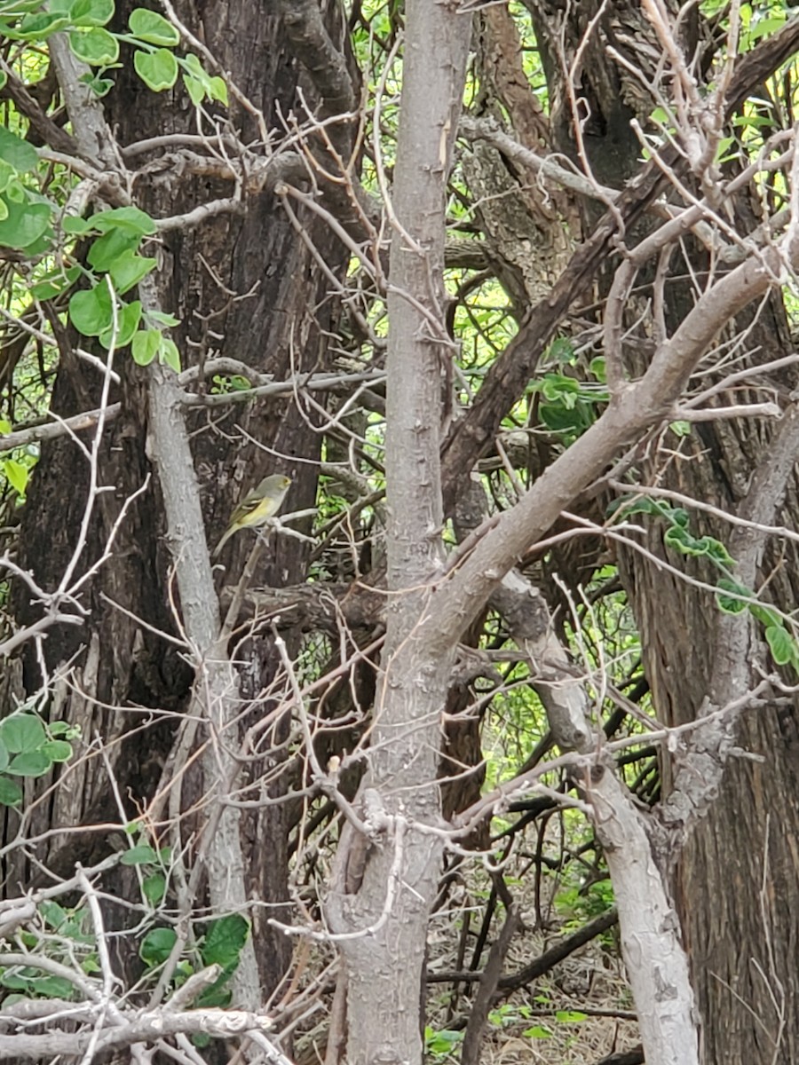 White-eyed Vireo - ML577925711