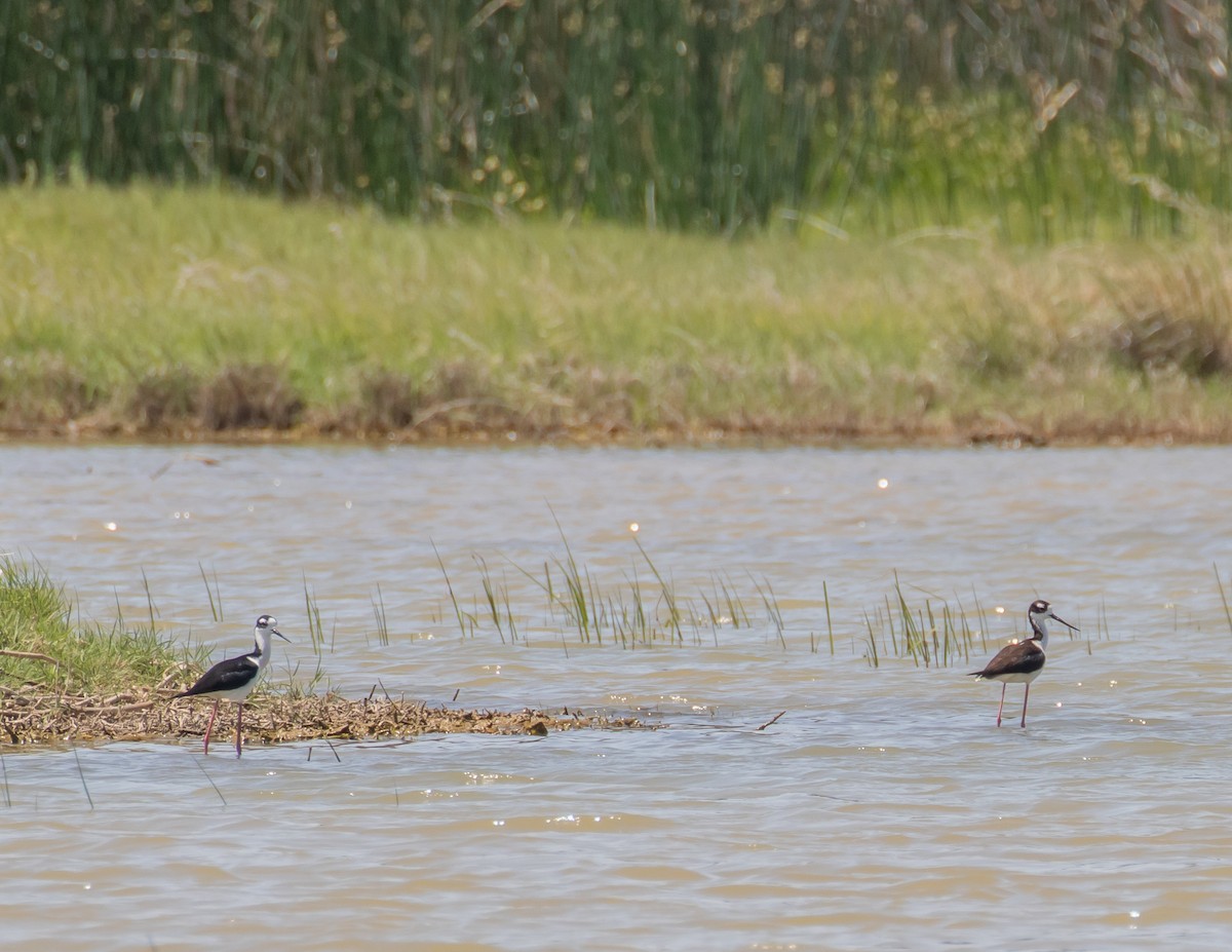 Black-necked Stilt - ML577926401