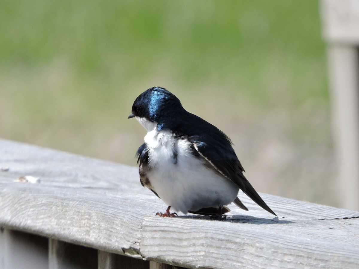 Golondrina Bicolor - ML577926671