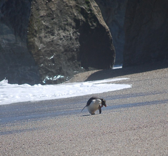 Fiordland Penguin - ML577927381