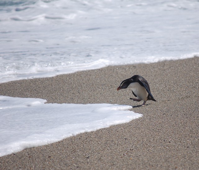 Fiordland Penguin - ML577927481