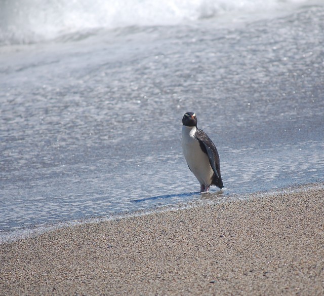 Fiordland Penguin - ML577927561