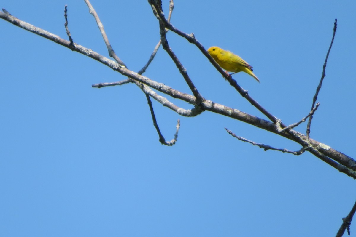 Northern Yellow Warbler - ML577927801