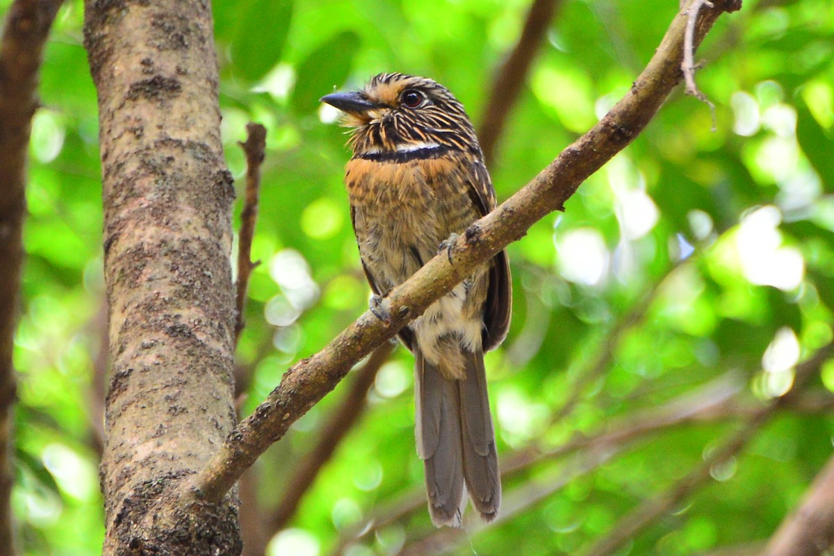 Crescent-chested Puffbird - Paulo Boggio
