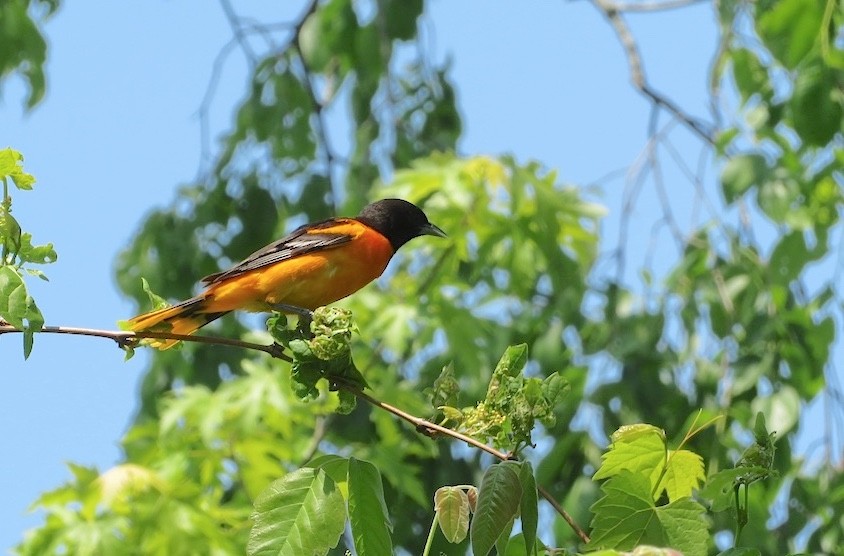 Baltimore Oriole - ML577928071