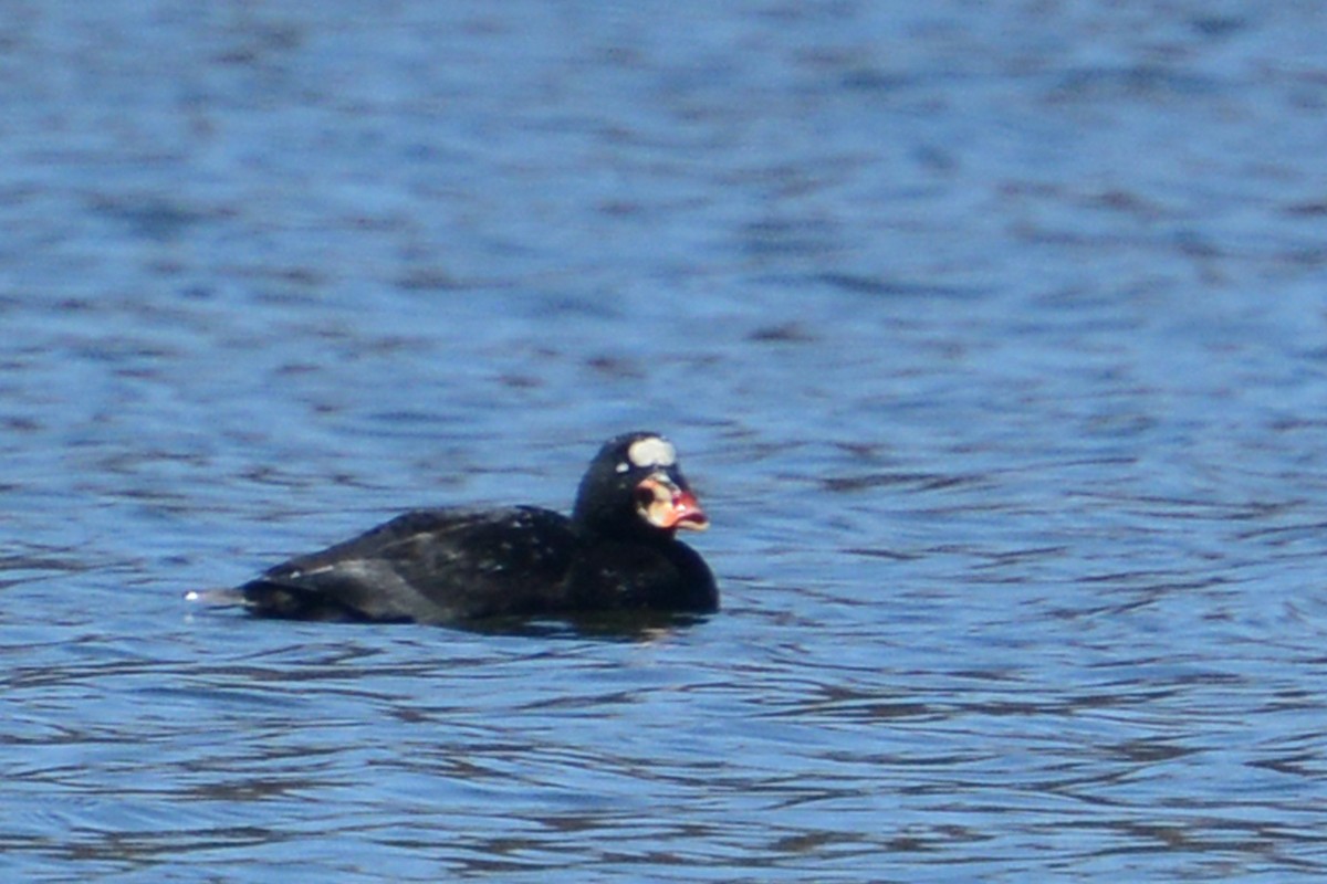 Surf Scoter - ML57792841