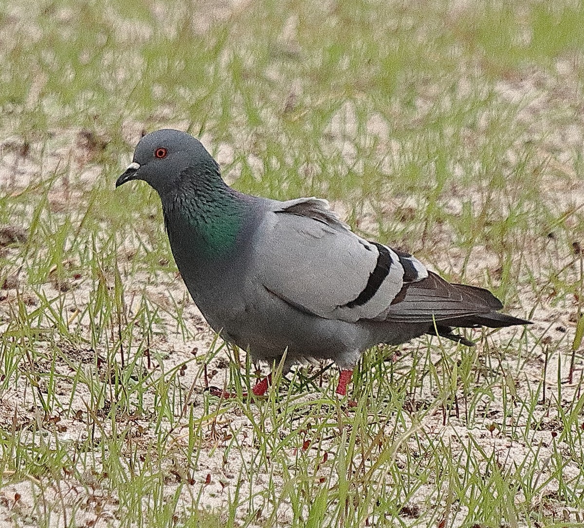 Rock Pigeon (Wild type) - ML577928871