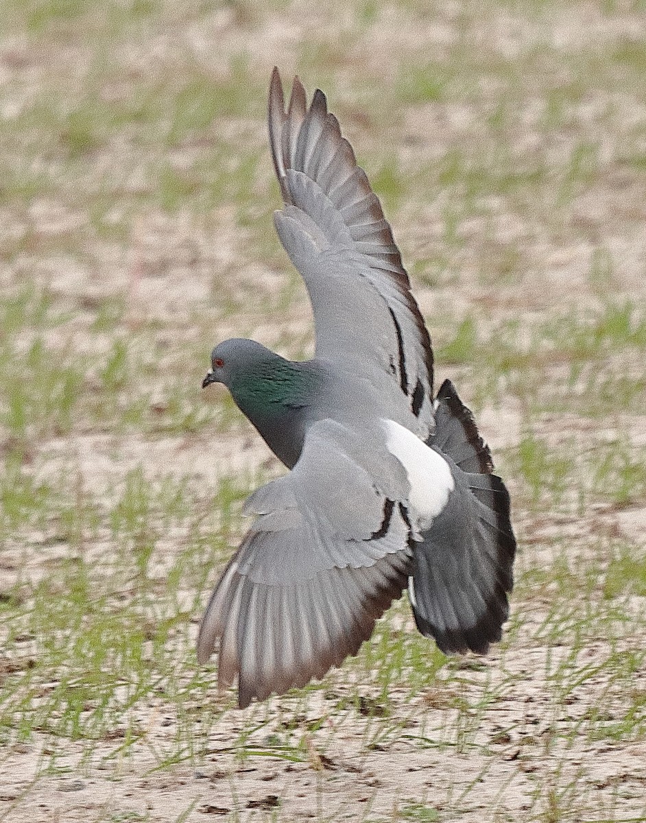 Rock Pigeon (Wild type) - ML577928881
