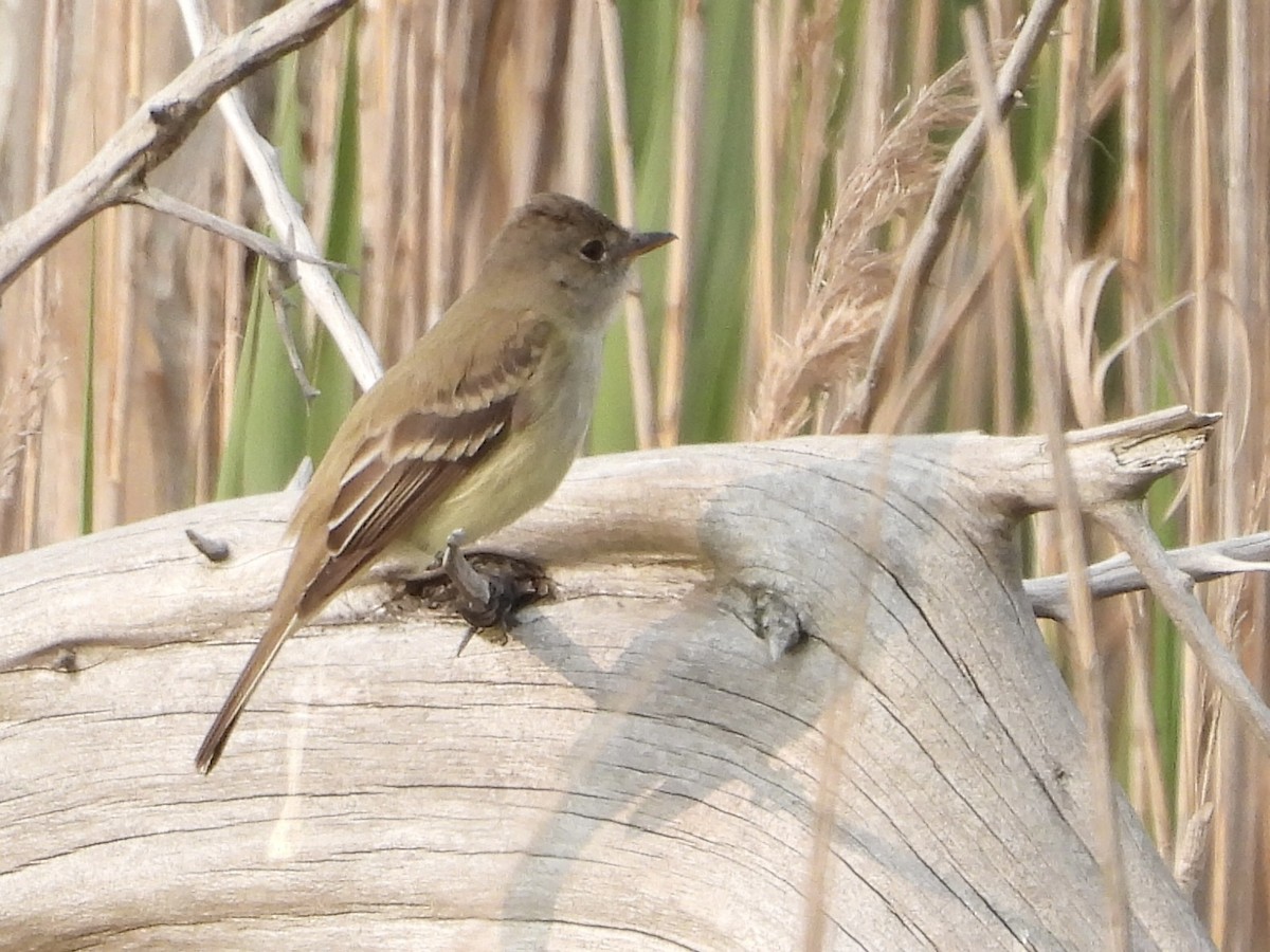 Acadian Flycatcher - Stella Miller