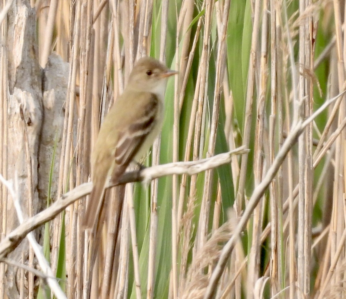 Acadian Flycatcher - Stella Miller