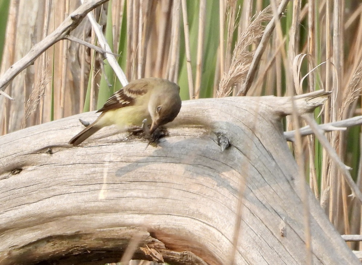 Acadian Flycatcher - Stella Miller