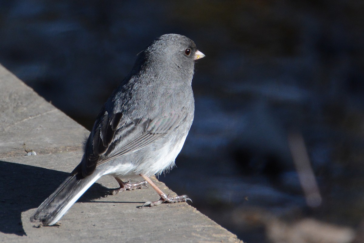 Dark-eyed Junco - Marie O'Neill