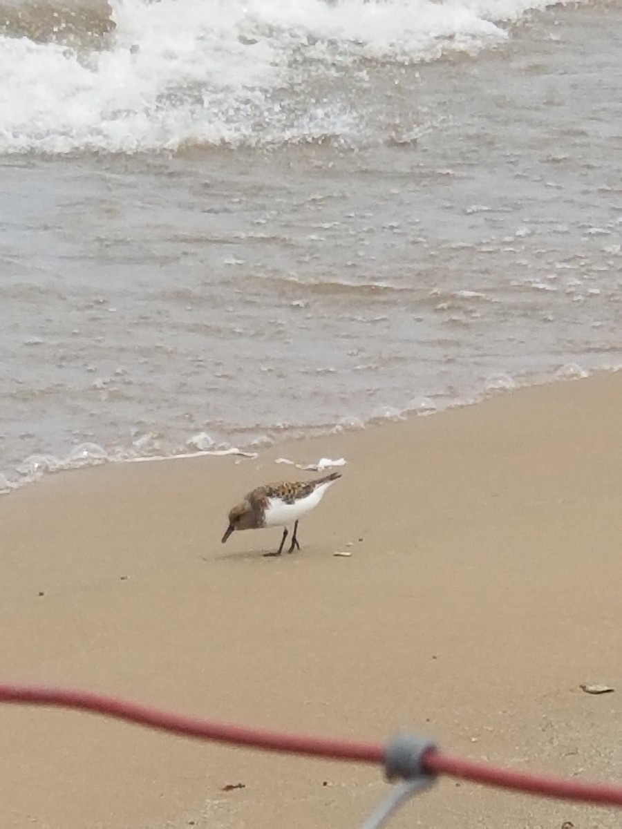 Semipalmated Sandpiper - ML577931651