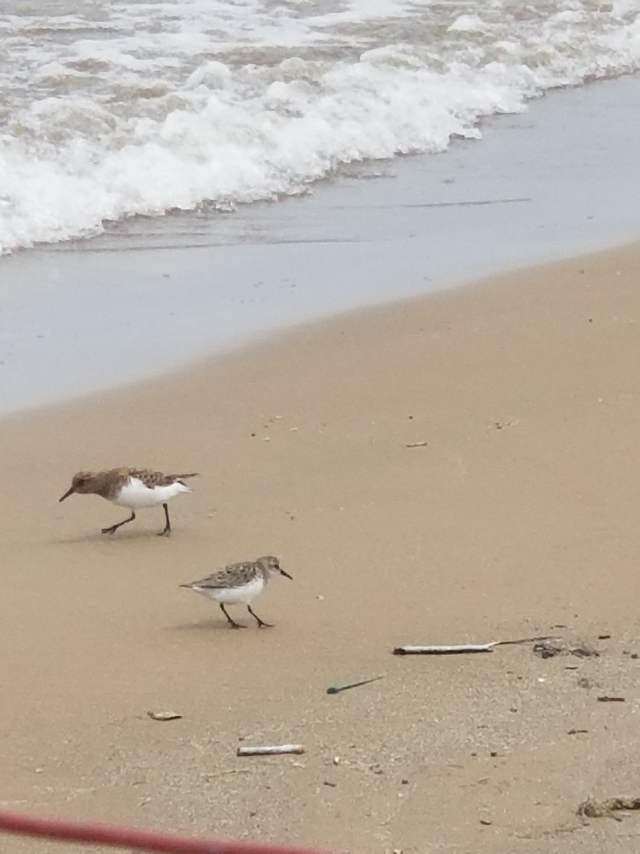 Sanderling - ML577931871