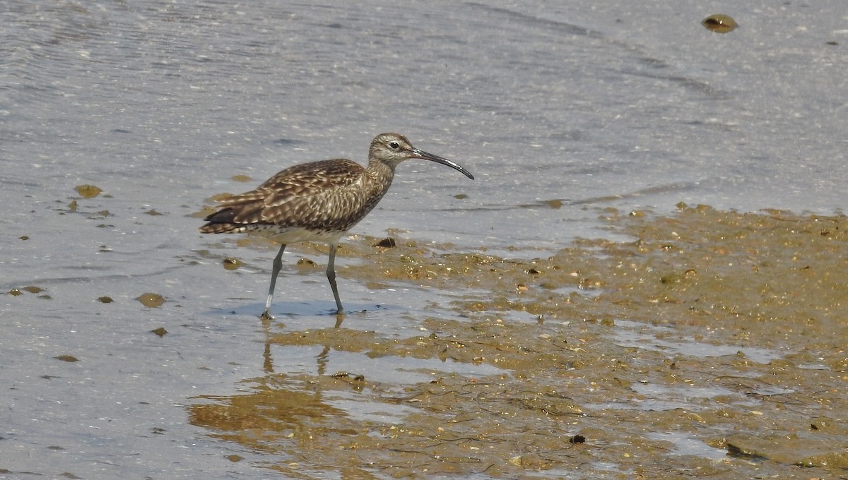 Whimbrel - Jose luis Arriaza