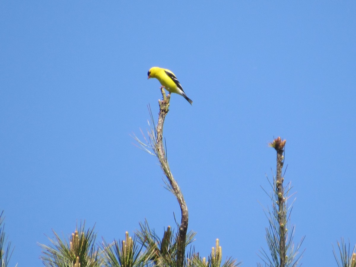 American Goldfinch - ML577933431