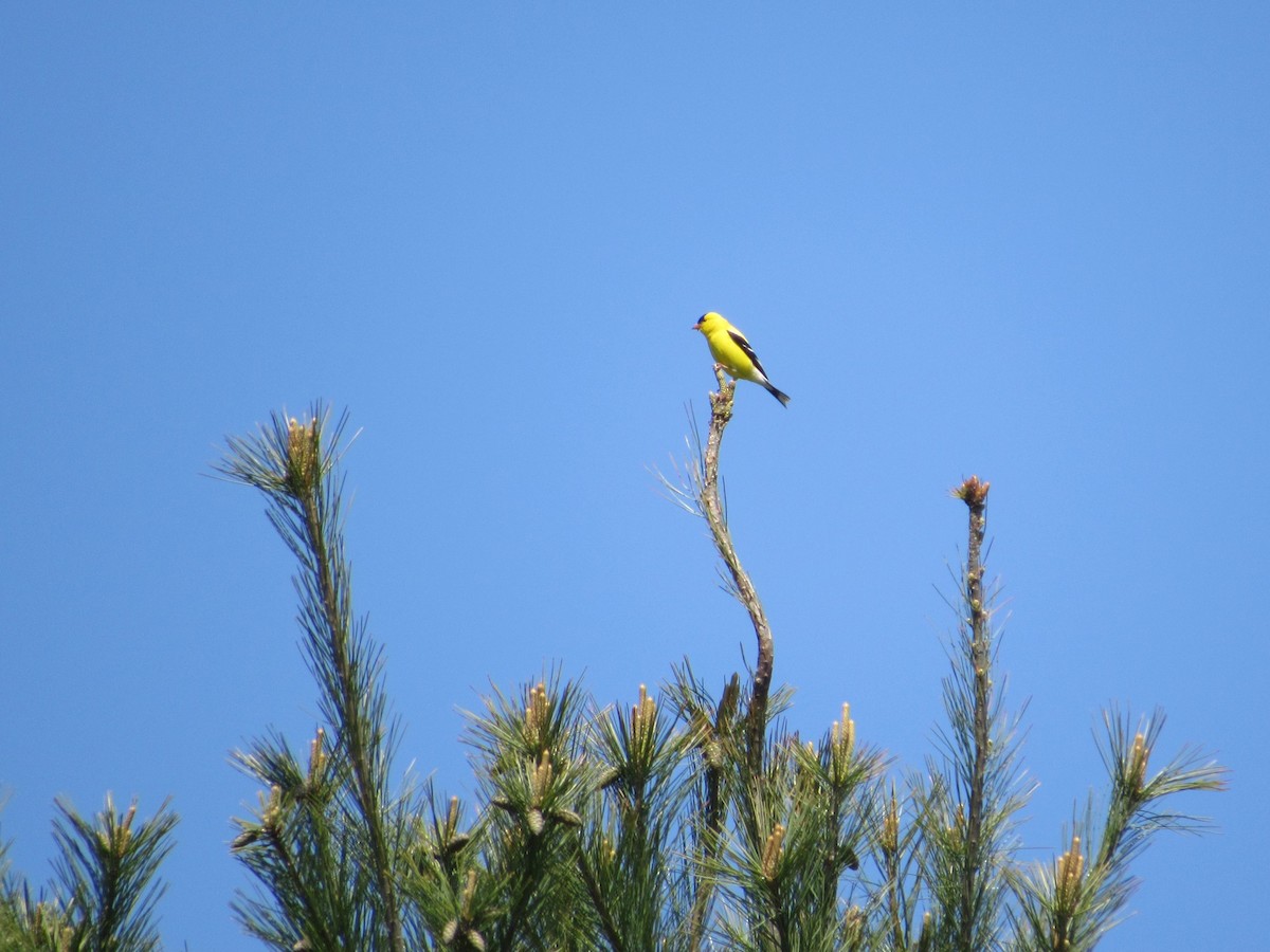 American Goldfinch - ML577933441