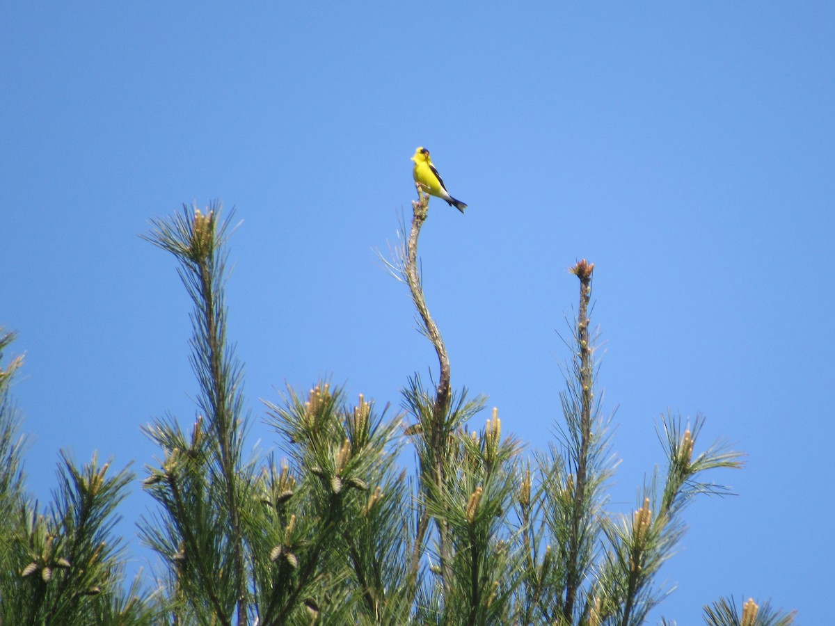 American Goldfinch - ML577933451