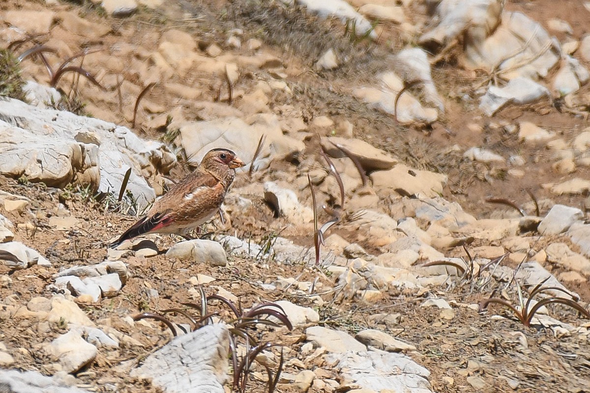 Crimson-winged Finch (Eurasian) - ML577933541