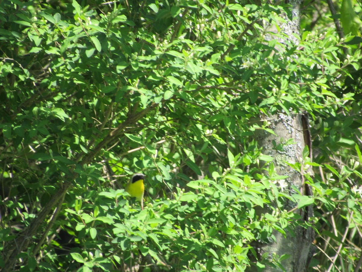 Common Yellowthroat - ML577933681