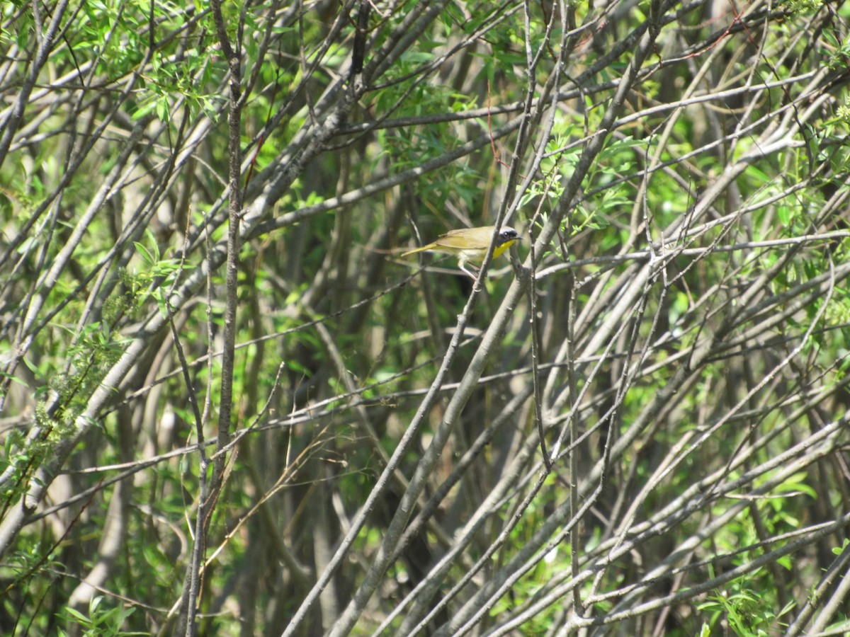 Common Yellowthroat - ML577933691