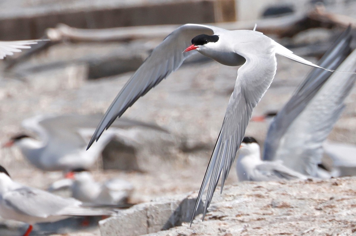 Arctic Tern - ML577933781