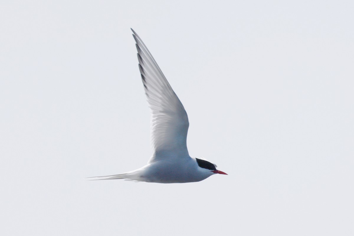 Arctic Tern - ML577933831