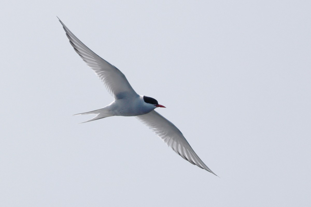 Arctic Tern - ML577933841