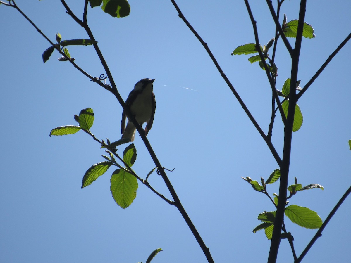 Chestnut-sided Warbler - ML577933851