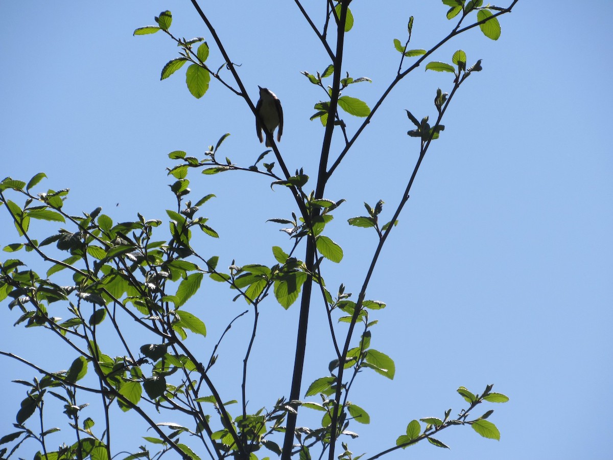 Chestnut-sided Warbler - ML577933861