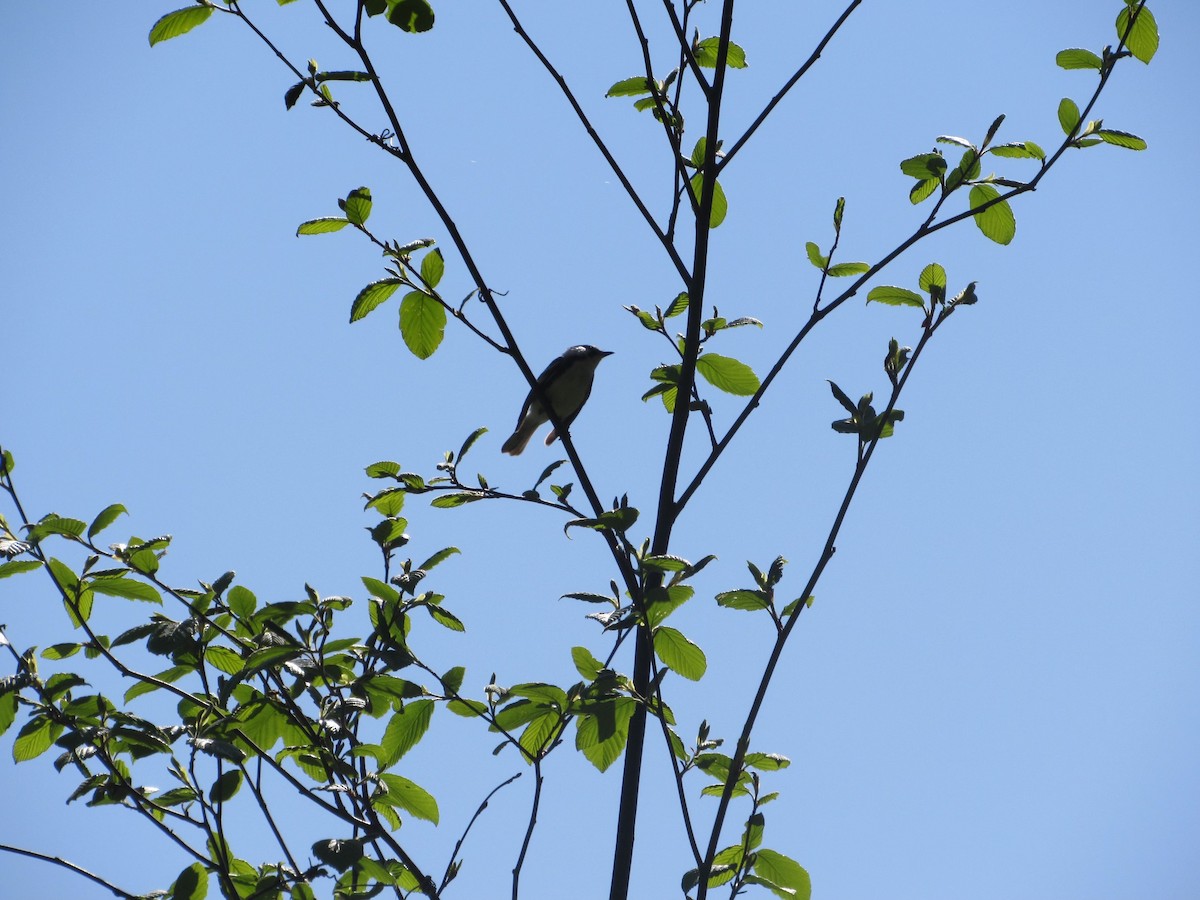 Chestnut-sided Warbler - ML577933871
