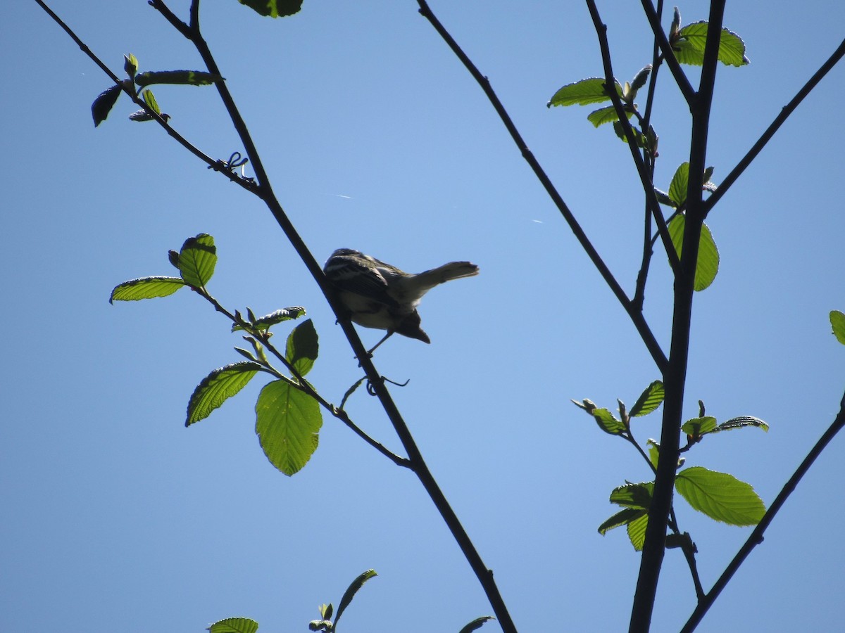 Chestnut-sided Warbler - ML577933881