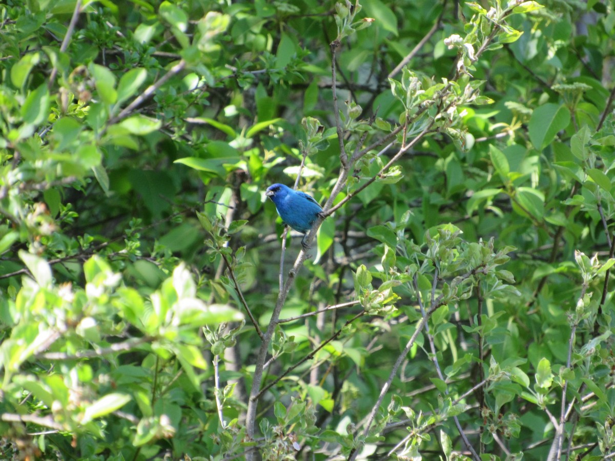 Indigo Bunting - ML577934001