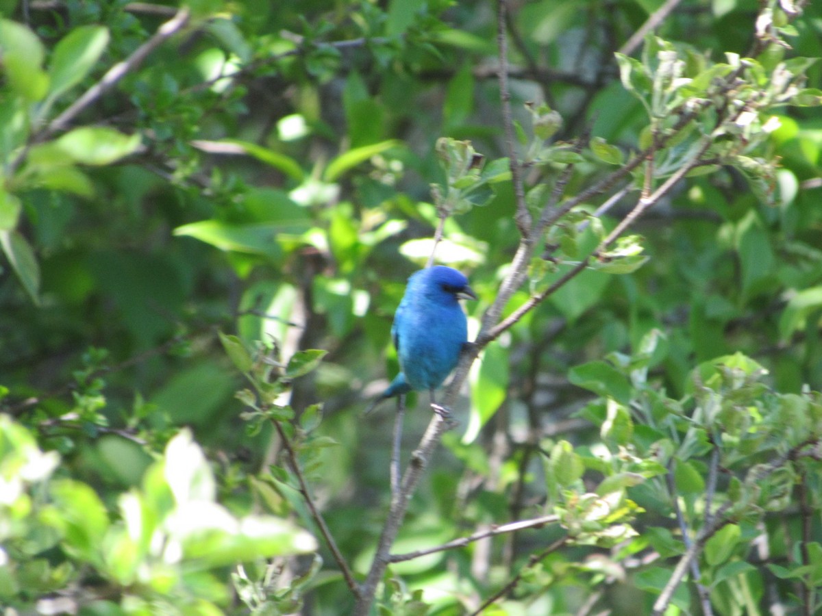 Indigo Bunting - ML577934021